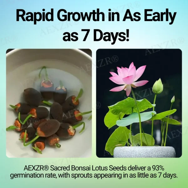 AEXZR® Sacred Bonsai Lotus Seeds