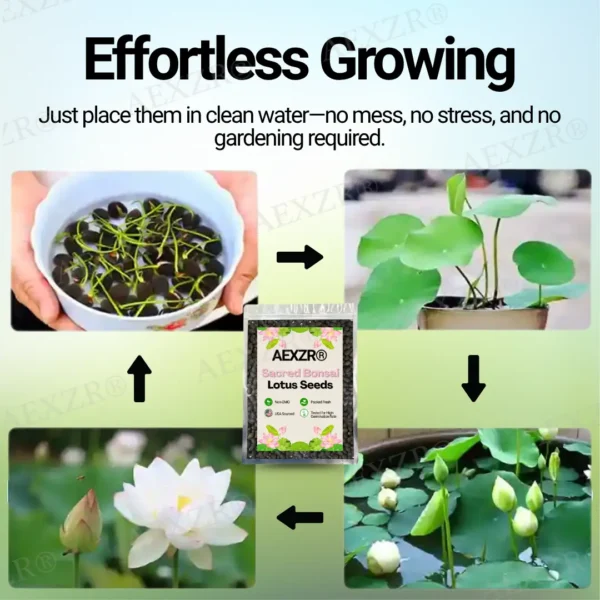 AEXZR® Sacred Bonsai Lotus Seeds