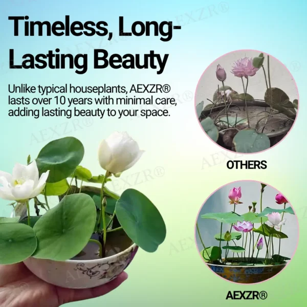 AEXZR® Sacred Bonsai Lotus Seeds