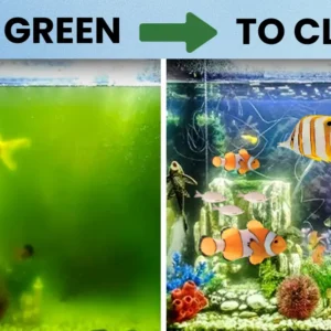 AEXZR® Aquariums Aqua-Guardian Blend